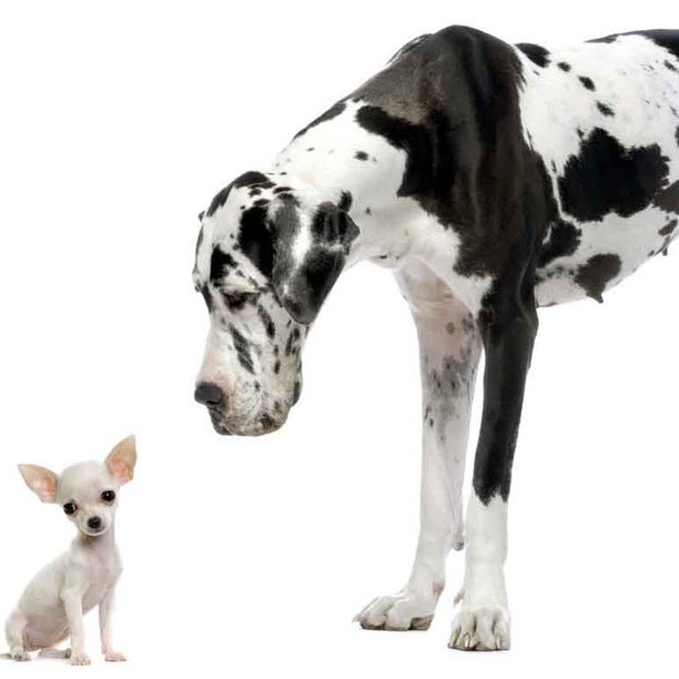 chihuahua and a great dane