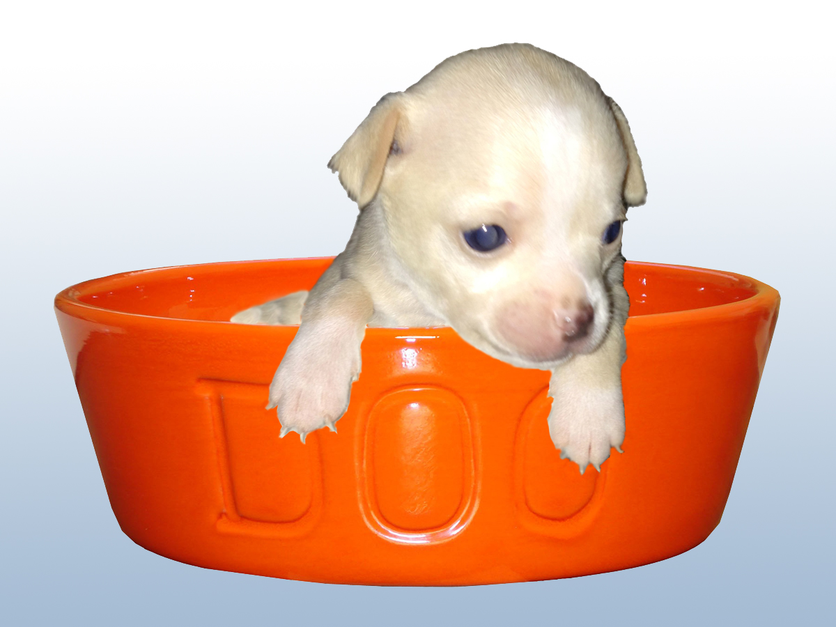 chihuahua in a dog bowl