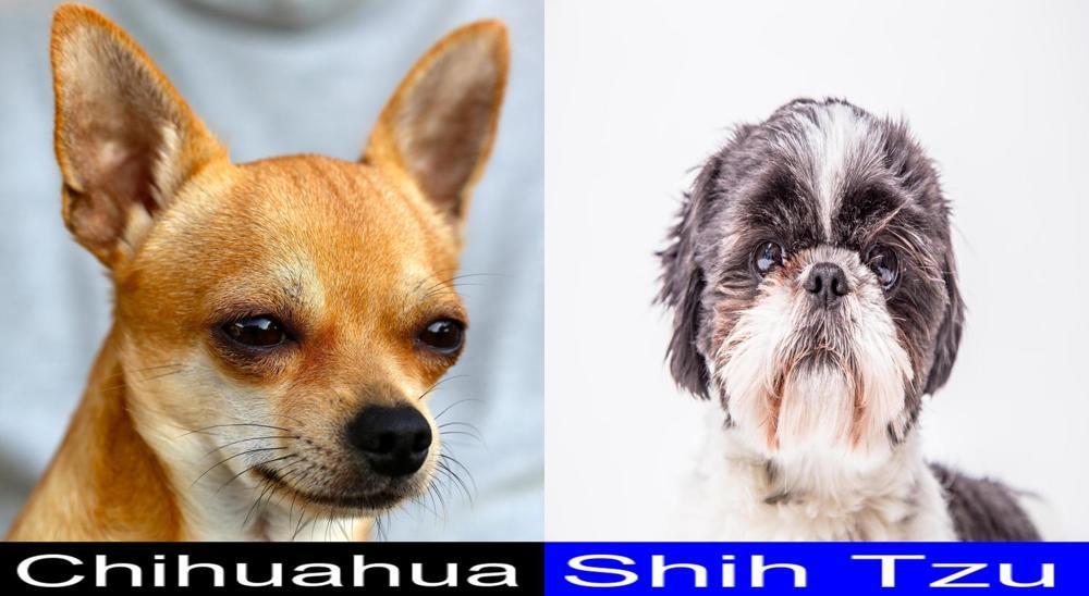 Is the Chihuahua Better than the Shih Tzu as a Pet? Answer... - Totally ...